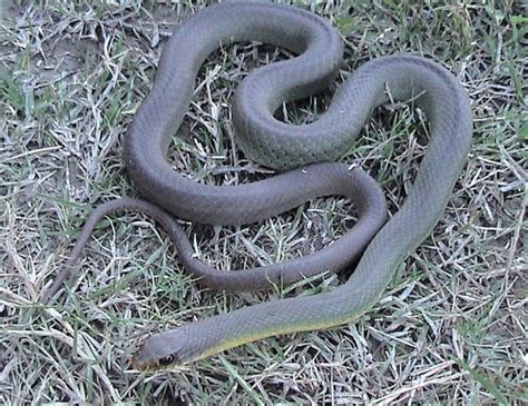 13 Types of Black Snakes with Pictures - Identification Guide