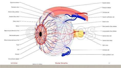 Anatomy of uveal tract- ophthalmology