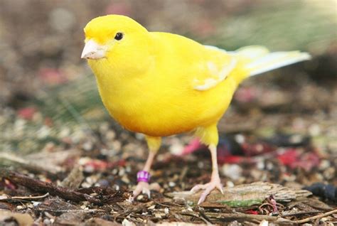 Yellow Canary Facts, Pet Care, Behavior, Diet, Price, Pictures ...