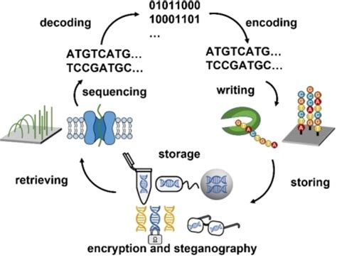 Preservation and Encryption in DNA Digital Data Storage - Zhang - 2022 ...