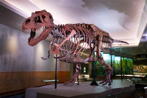 SUE the T. Rex Is Back on Display at the Field Museum