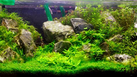 How to grow carpet plants in an aquarium - CO2Art.eu