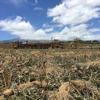 Maui Pineapple Tour | Pineapple Plantation Tours in Maui, HI