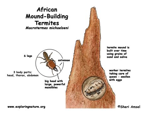 Termite (African Mound-building)