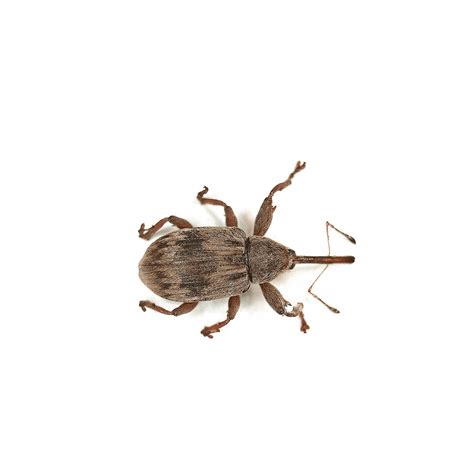 How to Get Rid of Boll Weevils: Facts & Infestation Control