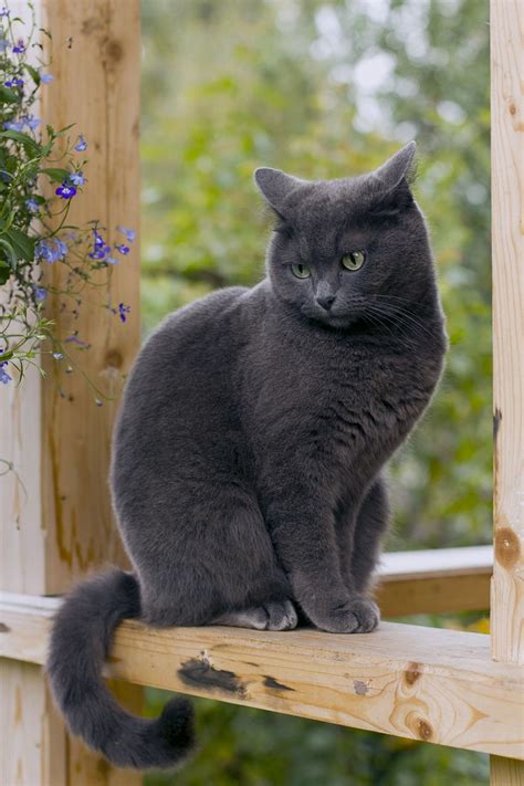 best russian blue cat personality images ideas - most affectionate cat ...