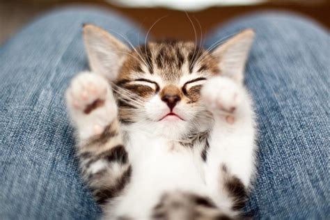 50 Cute Kittens You Need to See | The Cutest Kitten Photos Ever