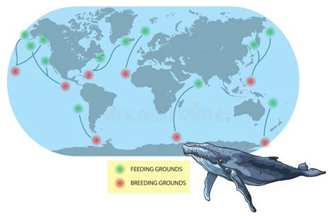 Blue Whale Migration Route Map