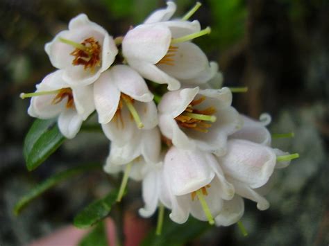 Photo #8924 | Vaccinium vitis-idaea | plant lust