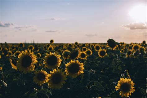 Download Sun Horizon Field Yellow Flower Flower Nature Sunflower 4k ...