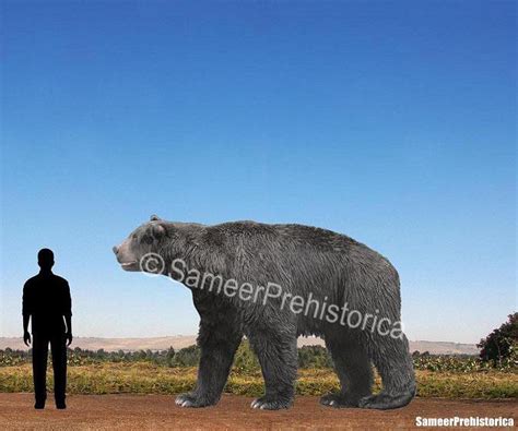 Arctotherium Size by SameerPrehistorica on DeviantArt