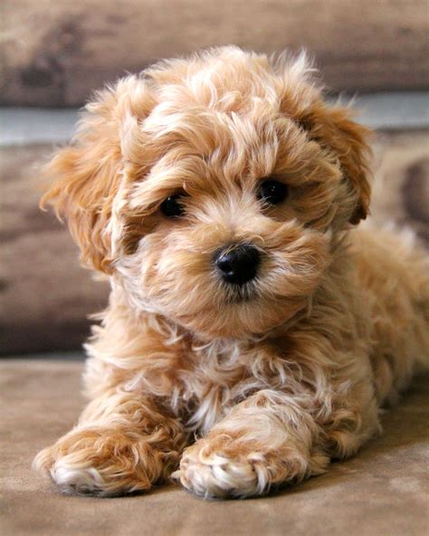 Gallery – Maltipoo Puppies n More