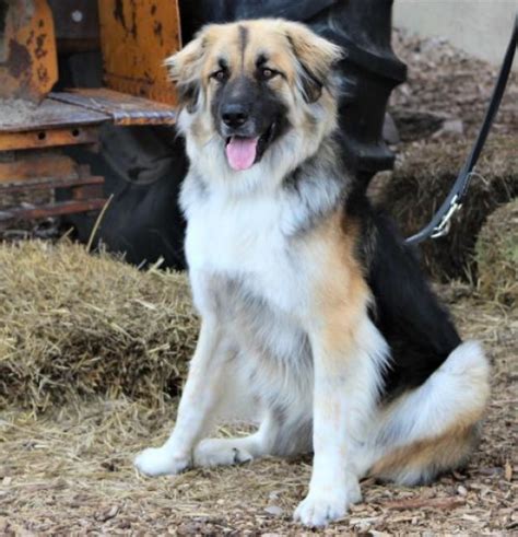 Great Pyrenees German Shepherd Mix