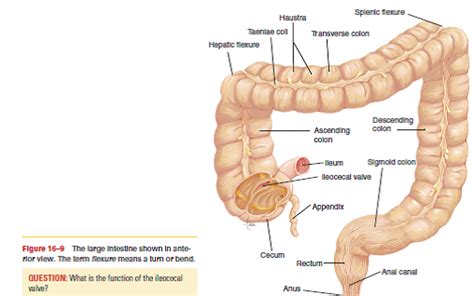 Solved: What is the function of the ileocecal valve? Reference ...