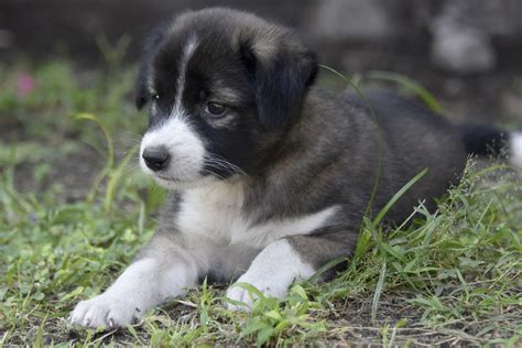 Puppies For Adoption In Garden Grove / Siberian Husky Puppies For Sale ...