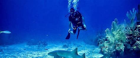 Ambergris Caye Diving | Belize Scuba Diving | Sunset Caribe Tours