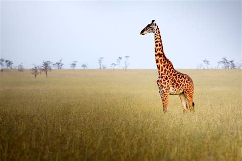 The Grassland Biome Habitat