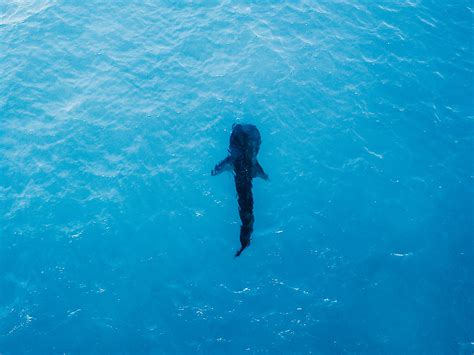 Whale Shark Snorkeling - Bliss Dhigurah