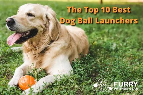 Best Dog Ball Launcher, Comprehensive 2022 Review