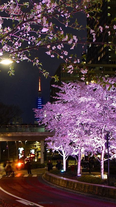 Sakura Night Wallpapers - Wallpaper Cave