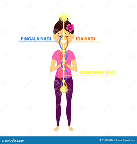 The Three Main Nadis: Ida, Pingala, and Sushumna. Stock Vector ...