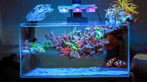 This Coral Reef is ~ Floating ~ 😮 - YouTube | Reef aquarium, Saltwater ...