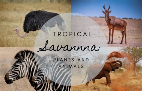 Tropical Savanna: Animals Plants & Climate - Science Trends