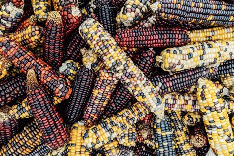 GMOs and Heritage Corn: Protecting the Source of Life - The Non-GMO Project