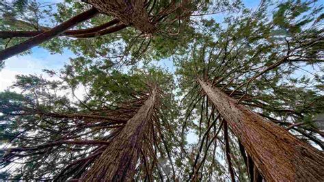 Types Of Cedar Trees For Landscaping