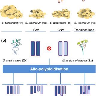 (PDF) Connecting genome structural variation with complex traits in ...