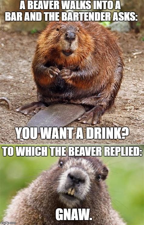 Bad Pun Beaver - Imgflip