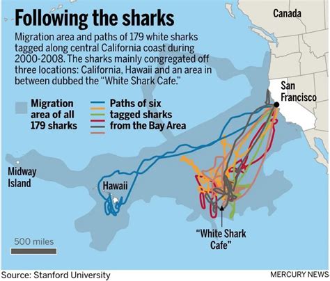 Sharktober: Return of the Great White Sharks – Shark Stewards