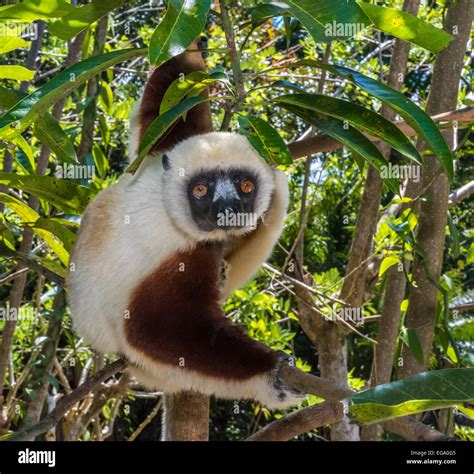 Sifaka, dancing lemur of Madagascar Stock Photo - Alamy