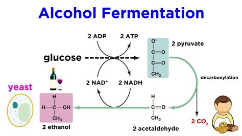 Which Equation Best Describes Alcohol Fermentation - Maddox-has-Mcmahon