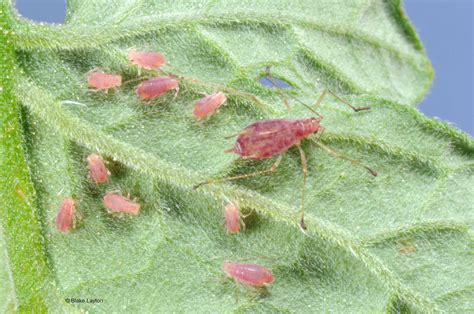 Potato Aphids | Vol 3, No. 13 | Mississippi State University Extension ...