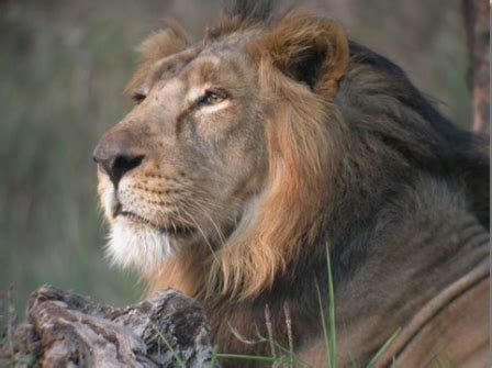 Asiatic Lions losing out in their only habitat in Asia - Hill Post