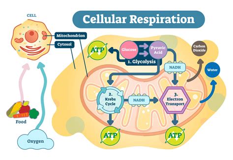 Cell Respiration - Biology Online Tutorial