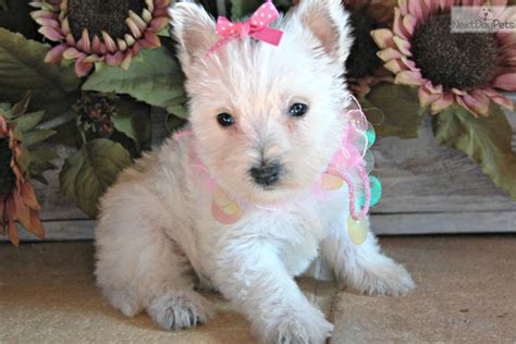 West Highland White Terrier - Westie puppy for sale near Dallas / Fort ...