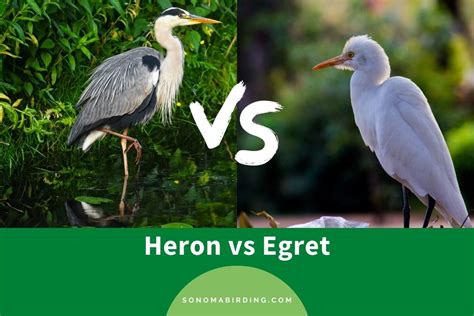 Heron vs. Egret: What Is The Difference? - Sonoma Birding