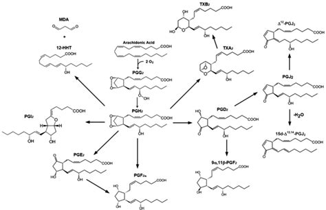 Reactions of the prostanoid pathway | Download Scientific Diagram