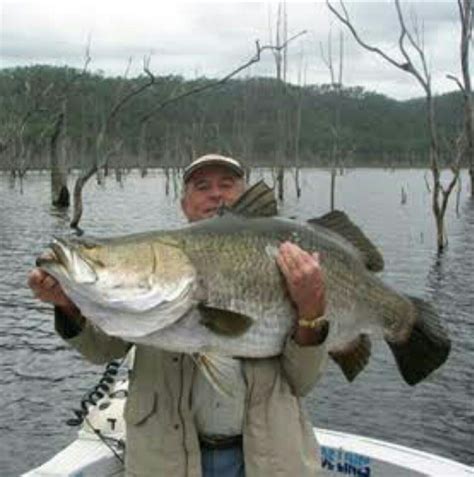 Barramundi fishing is the best. | Fish, Freshwater fish, Best