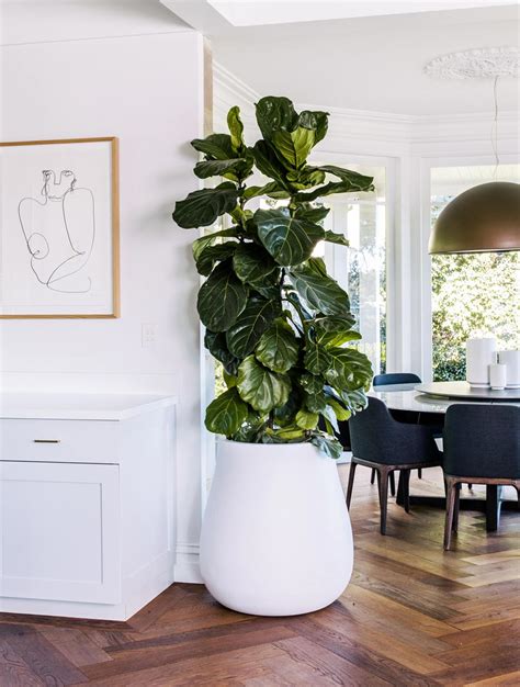 The 3 Best Indoor Plants - Harrisons Landscape