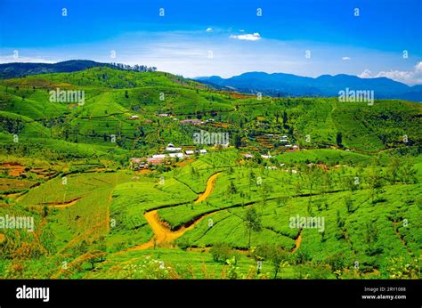 Tea cultivation in the highlands of Ceylon (Sri Lanka Stock Photo - Alamy