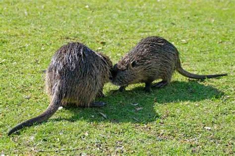 Beaver Vs. Muskrat: 5 Differences & How To Tell Them Apart