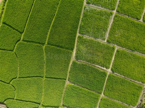 Aerial Top View of Rice Paddy Field As for Abstract Nature Stock Image ...