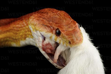 Corn snake, Pantherophis guttatus, eating mouse stock photo