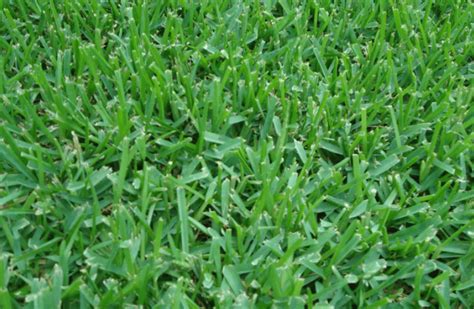 St Augustine Grass Plugs – When and How to Plant - LawnsBesty