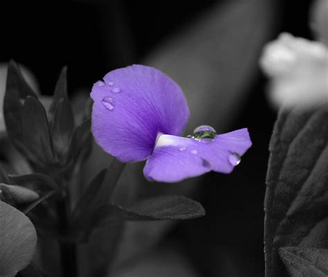 Purple Rain - Selective Color Photograph by Michelle Greco - Fine Art ...