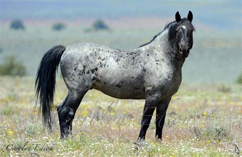 Blue Roan Appaloosa