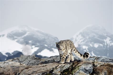 What Animals Live In the Mountains? - WorldAtlas